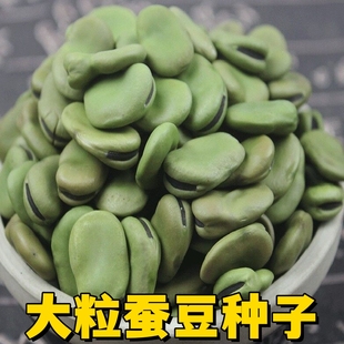 精选早熟蚕豆种子大粒罗汉豆农家胡豆高产大荚福豆大田四季播种籽
