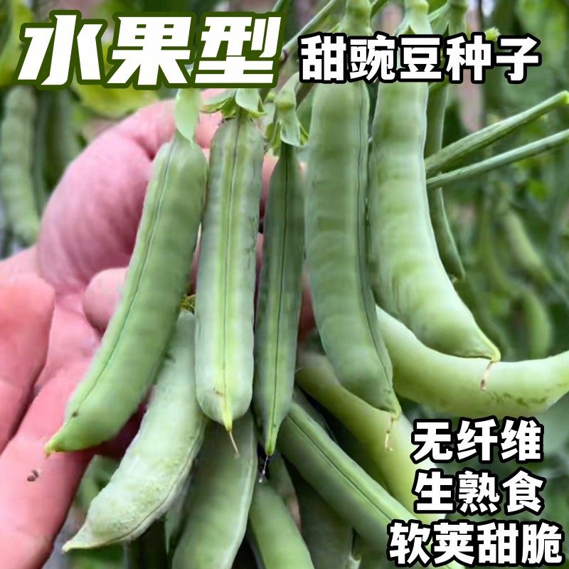奇珍76甜脆豌豆种子水果豌豆种子软荚菜豆农家四季秋冬荷兰豆种籽