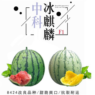 8424中科冰麒麟西瓜种子黄心礼品懒汉金美都小西瓜籽特大高产种孑