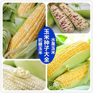 玉米种子超甜水果玉米白糯黑糯玉米奶糖味种高产春夏四季大田农业