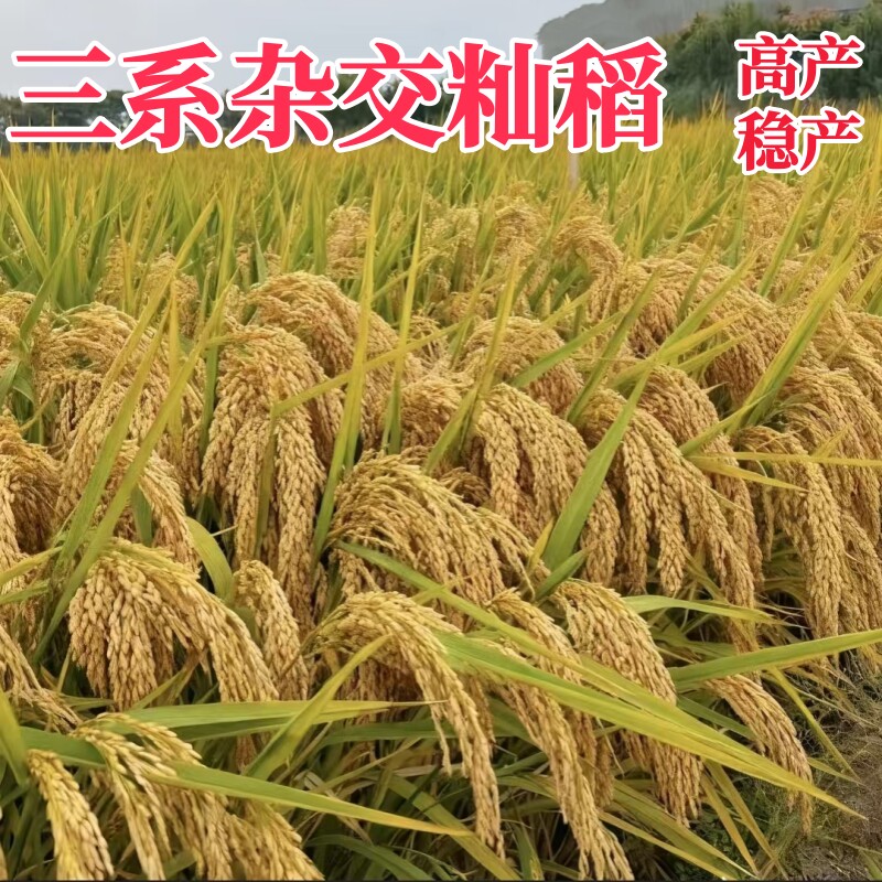 三系杂交水稻高产长粒种子图片