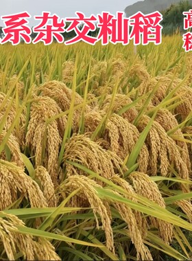 三系杂交水稻高产长粒种子