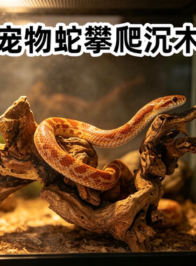 蛇缸造景沉木珊瑚木攀爬装饰