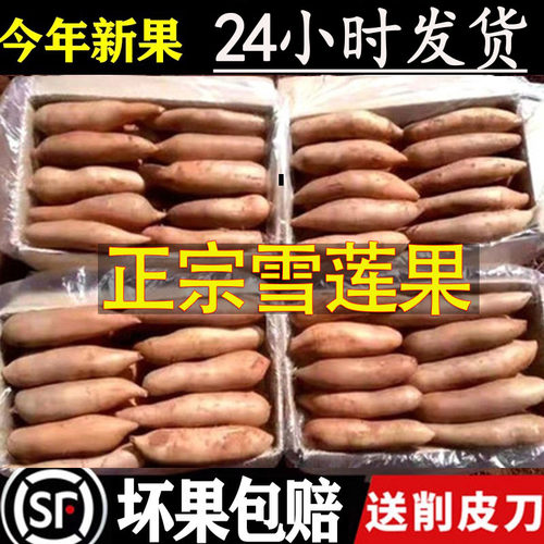 云南天山雪莲果一级现挖现发脆甜