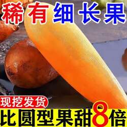 现货云南天山雪莲果新鲜水果黄心清甜特级当季整箱红泥沙大长果