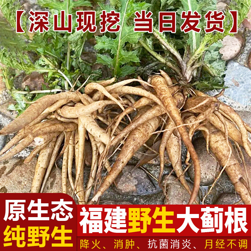 福建深山大蓟根煲汤食材 马刺根 猪母刺大刺盖山萝卜内叶刺中草药
