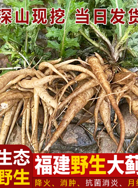 福建深山大蓟根煲汤食材 马刺根 猪母刺大刺盖山萝卜内叶刺中草药