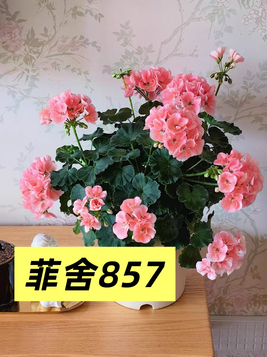 天竺葵857苗 包对版