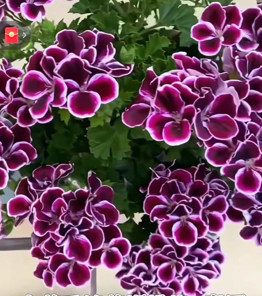 蝴蝶梅帝国130盆小苗包对版