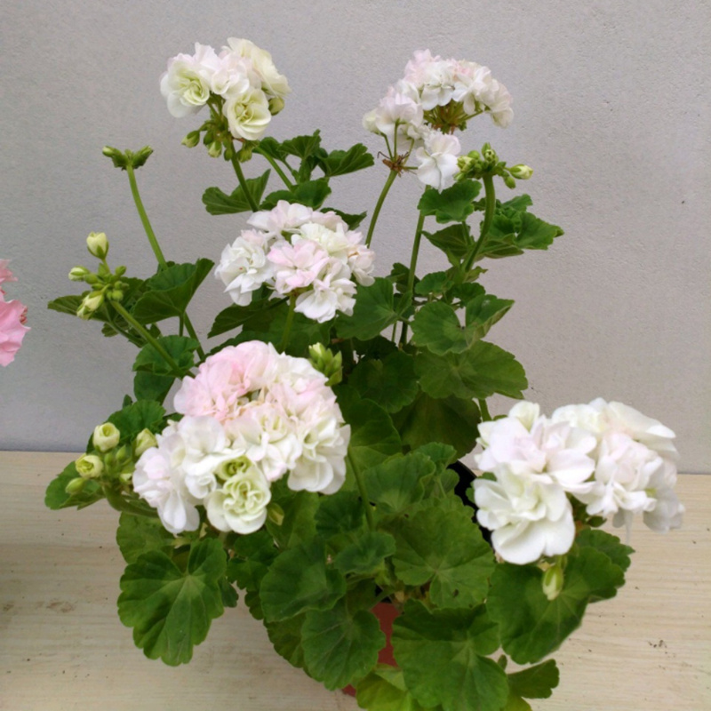 天竺葵重瓣大花 晨曲 白色重瓣 带分支