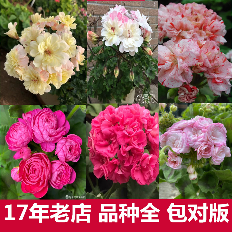 满2盆包邮 新品重瓣天竺葵盆栽包对版花卉庭院阳台四季开花赏植物