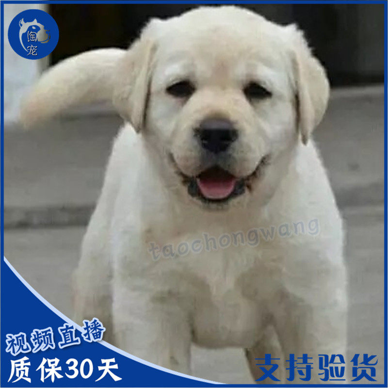 拉布拉多幼犬活体纯种导盲犬神犬小七巡回猎犬金毛幼犬宠物狗狗|ruв категории животное/Животное питание и принадлежностей, собака - от Buy2taobao.com для оказания профессиональной услуги покупки агента Taobao