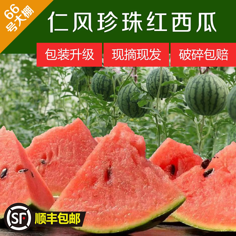 珍珠红西瓜应季水果新鲜红瓤心脆甜多汁自然成熟黑籽皮薄顺丰包邮