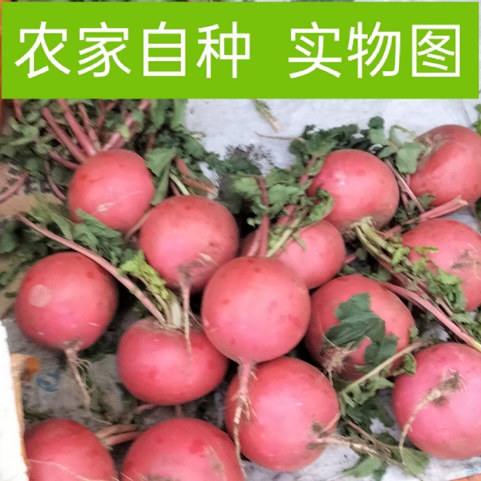 东北吉林农产品新鲜雌性大红萝卜圆红皮白心红袍可生吃散装包邮
