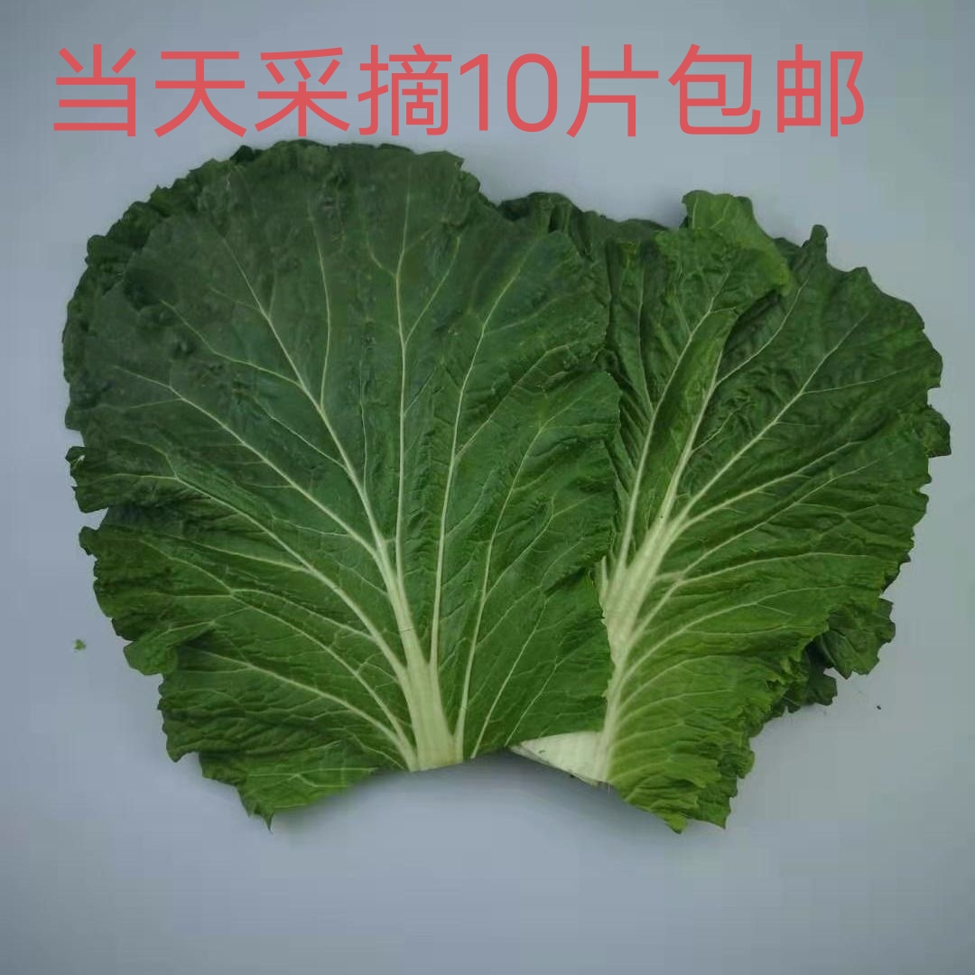 新鲜蔬菜白菜现摘发货