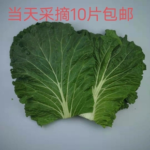 东北大白菜叶农家新鲜蔬菜饭包叶白菜叶子蘸酱菜当日采摘包邮10片
