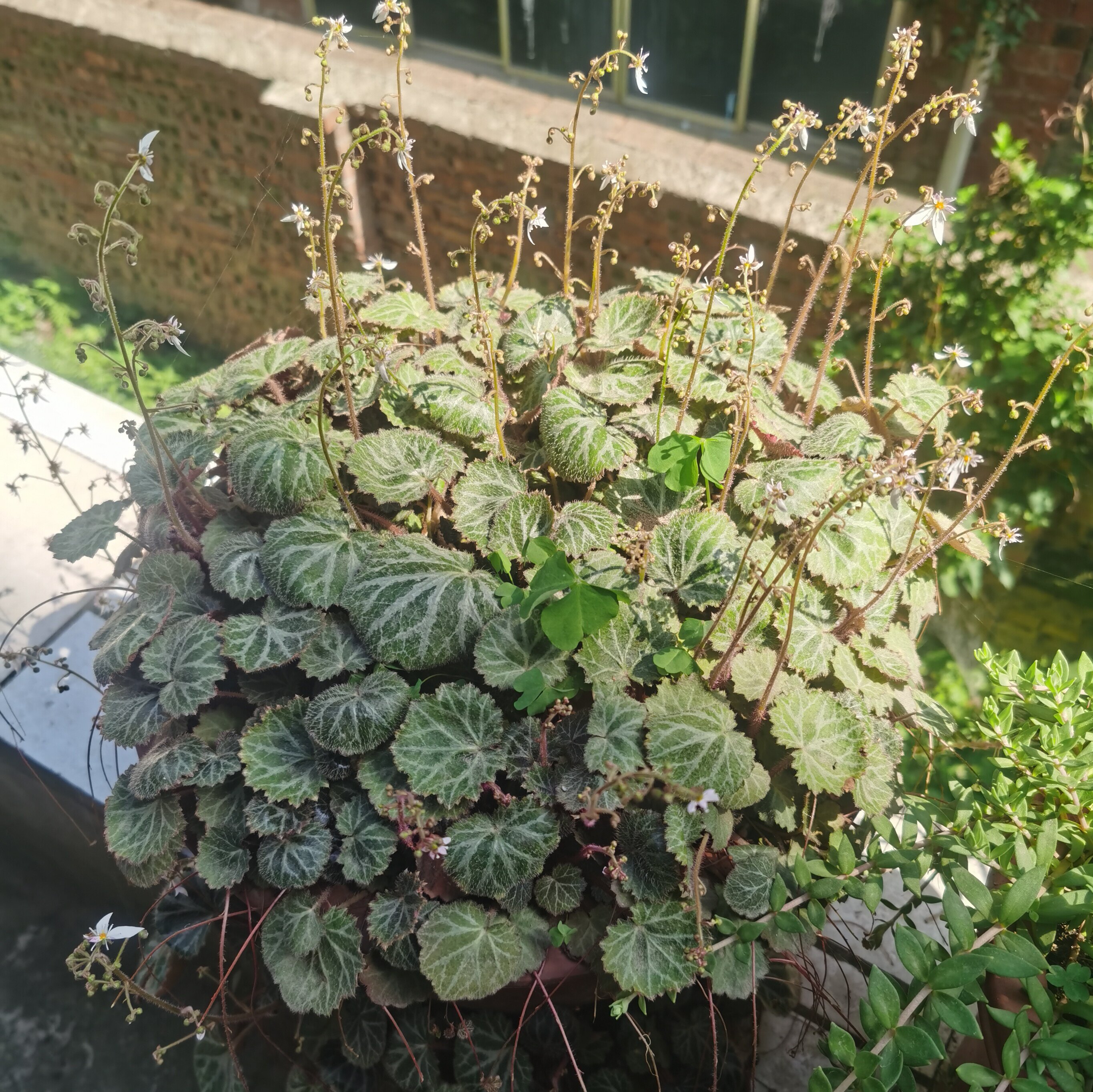 虎耳草、、可盆栽观赏、可食用、桌面绿植