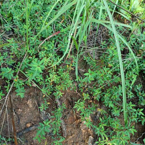 野生新鲜蚂蚁草苍蝇翅全草三叶斑鸠窝鸡眼草人字草掐不齐