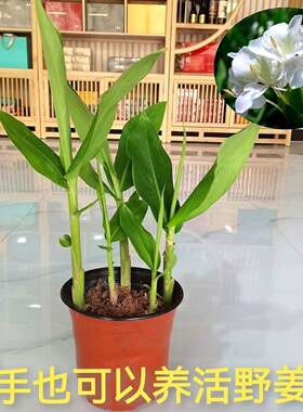 白姜花野生姜花盆栽清香形根盆栽绿化净空气球根地栽驱蚊易爆盆