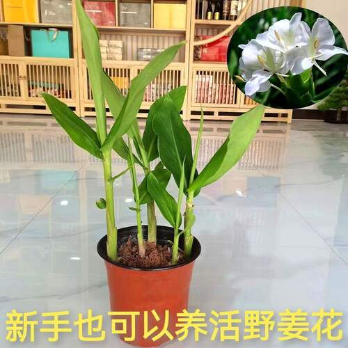 白姜花野生姜花盆栽清香形根盆栽绿化净空气球根地栽驱蚊易爆盆