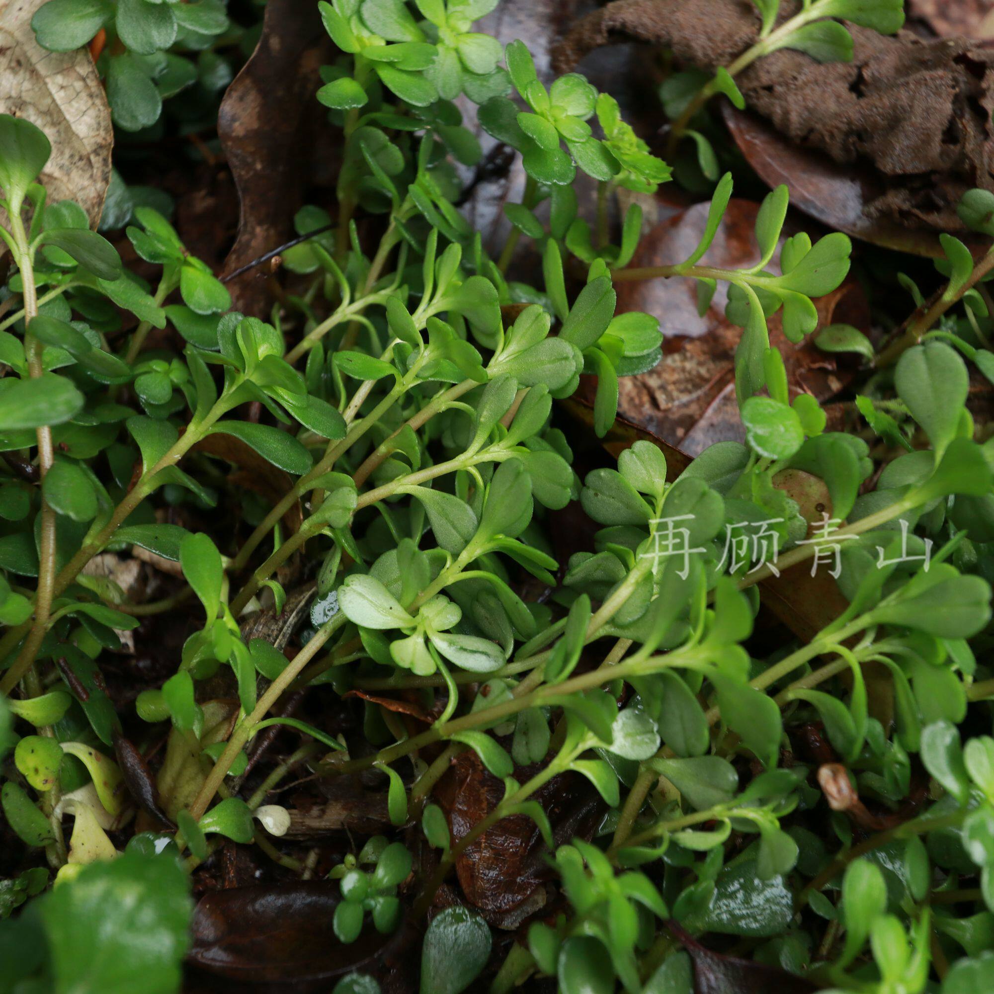 四川野菜新鲜凹叶景天全株石马苋马牙半枝莲岩板菜石雀还阳九月寒