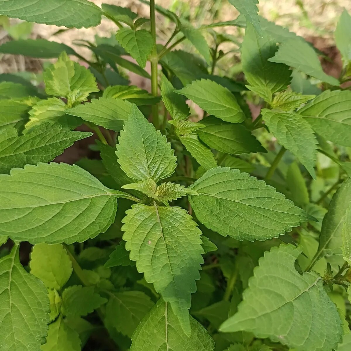 四川泸州特产木姜菜嫩尖浓香烧茄子豆花蘸水小鱼香嫩尖凉拌调料菜