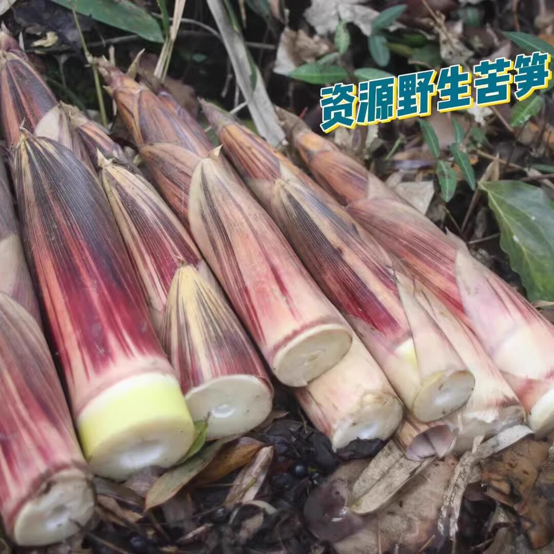 桂林资源县高山野生 新鲜苦笋 当季蔬菜现挖现发