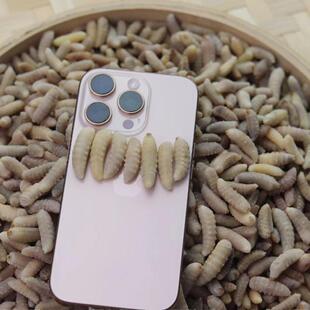 正宗新鲜冰冻葫芦蜂七里蜂树蜂熟冻三级蜂蛹500g/袋