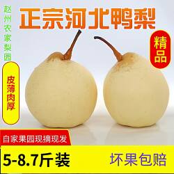 正宗河北鸭梨赵县特产水晶梨当季采摘水果整箱5-9斤梨子新鲜包邮