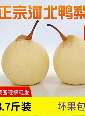 河北鸭梨当季现摘新鲜皇冠梨包邮