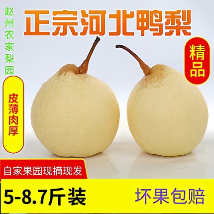 正宗河北鸭梨赵县特产皇冠梨当季采摘水果整箱5-9斤梨子新鲜包邮