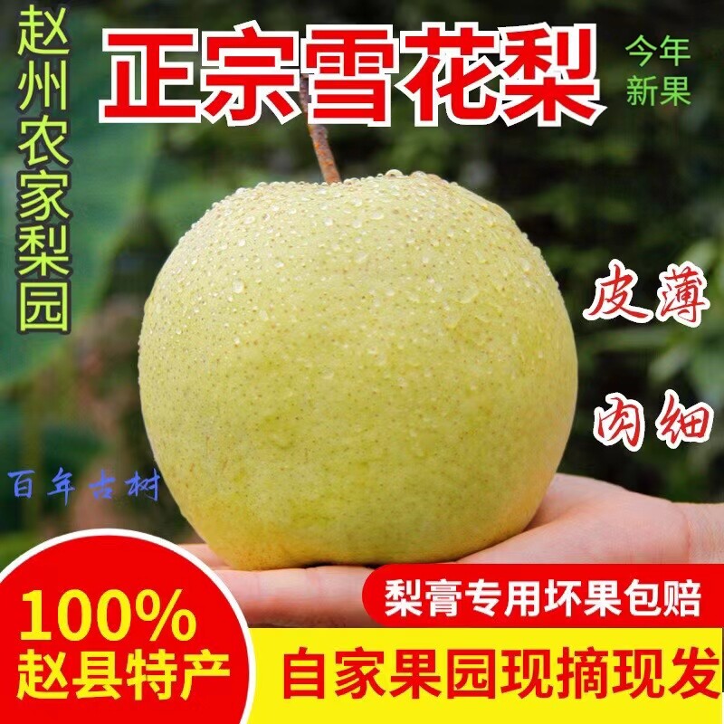 河北雪梨赵县特产赵州雪花梨