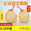 包邮 正宗河北鸭梨赵县特产水晶梨当季 采摘水果整箱10斤梨子新鲜