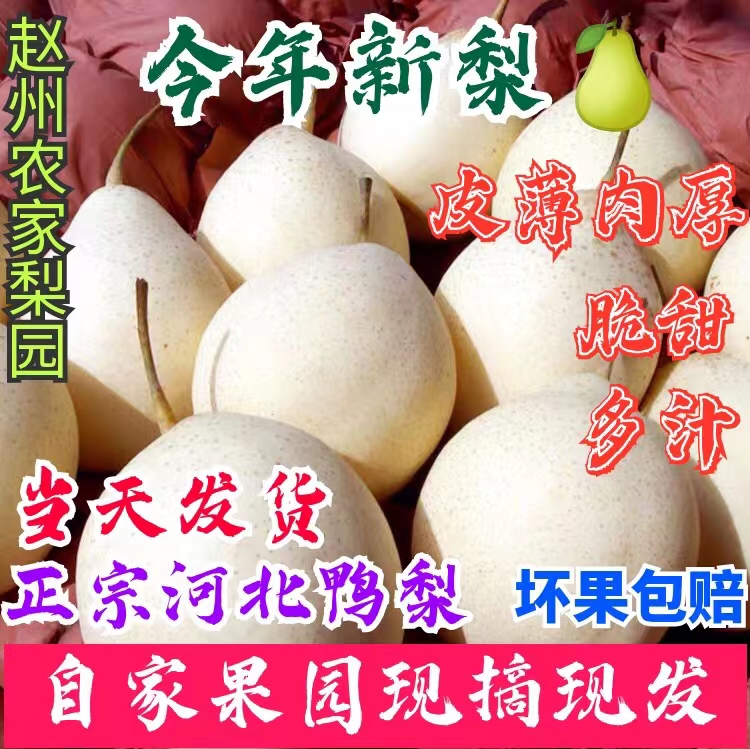 河北鸭梨新鲜水果现摘整箱梨子