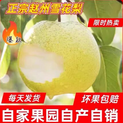 赵县雪梨新鲜水果10斤大果河北正宗当季采摘特级雪梨新鲜梨子包邮