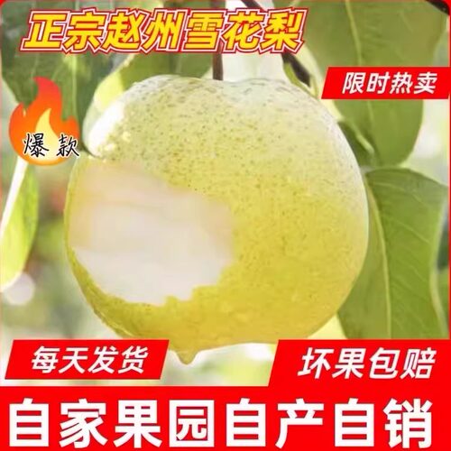 正宗赵县雪花梨新鲜水果整箱梨子