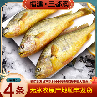 【余小小】福建宁德大黄鱼 黄瓜鱼 黄花鱼 三都澳 东海 水产 新鲜