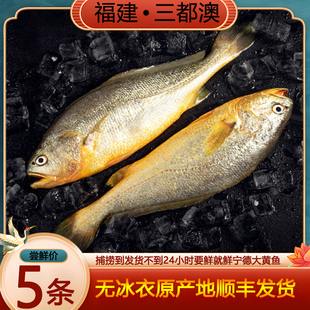 【余小小】福建宁德大黄鱼 黄瓜鱼 黄花鱼 三都澳 特产 新鲜 东海