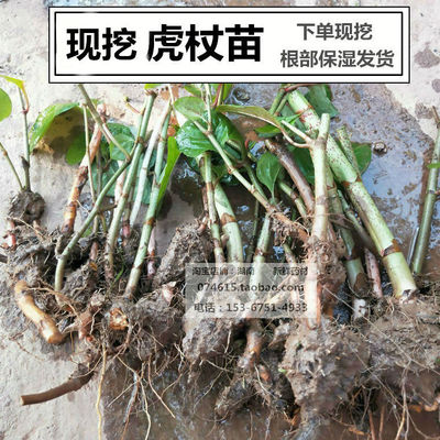 现挖虎杖苗酸筒杆苗好养活新鲜