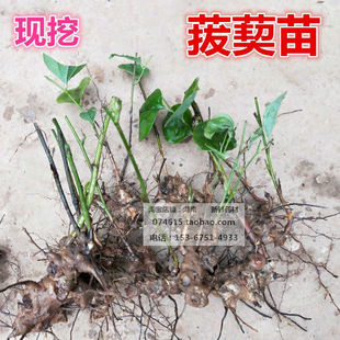 现挖菝葜苗金刚刺苗金刚藤苗多年生爬藤植物铁菱角苗新鲜菝葜