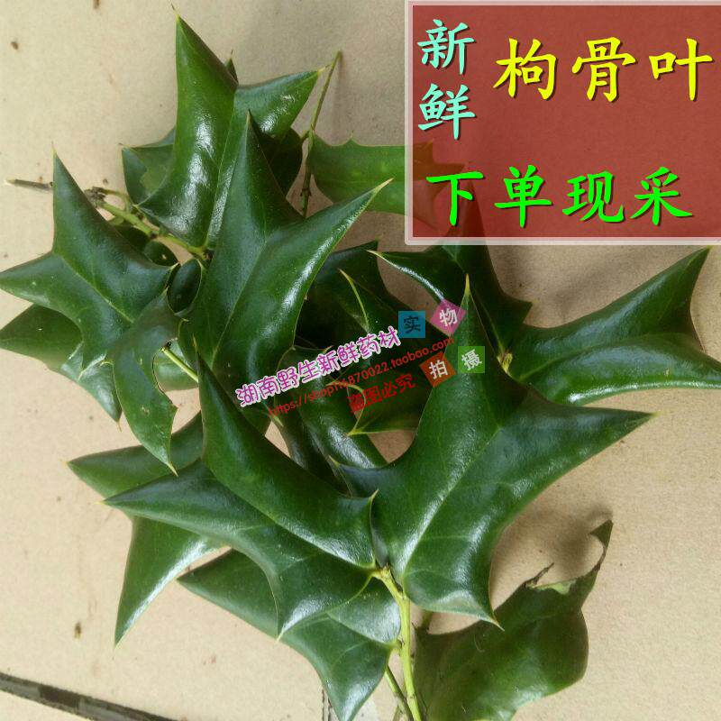 现摘枸骨叶 老虎刺 八角刺叶 羊角刺叶 药材新鲜枸骨枝叶500克_虎窝淘