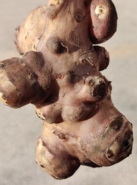 鬼头姜东北鬼头姜味道鲜美