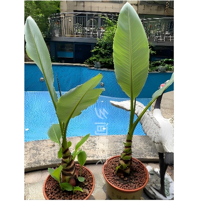 地涌金莲苗批发室内办公室客厅室外庭院公园阳台书房可食用易栽活