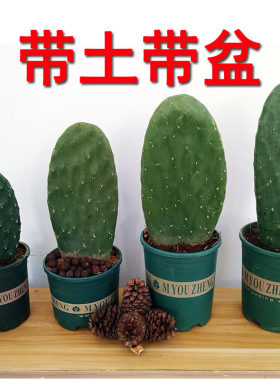 云南办公桌非常简单防辐射仙人掌