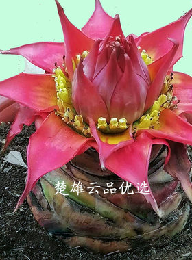 地涌红莲大型花卉绿植云南特色