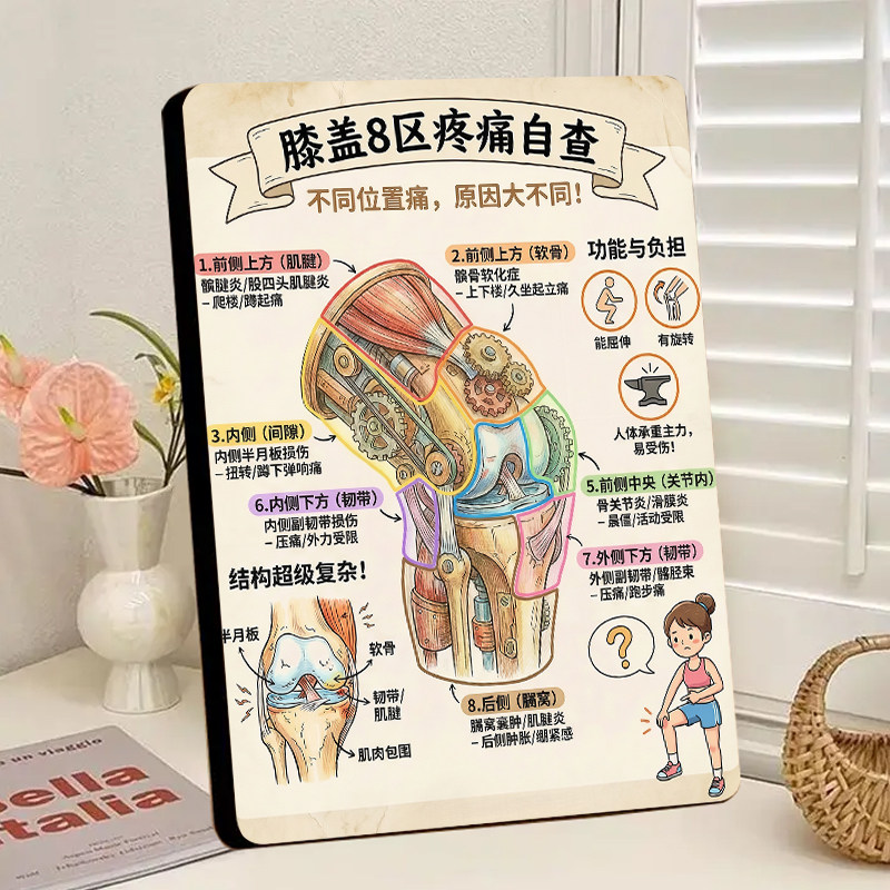 膝盖8区疼痛位置病症中医理疗馆展示板相框摆件骨科养生馆装饰画