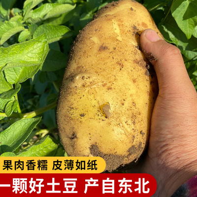 东北农家大土豆新鲜现挖黄瓤