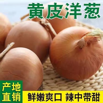 东北洋葱黄皮大洋葱头白心圆葱新鲜包邮农家自种蔬菜5斤葱