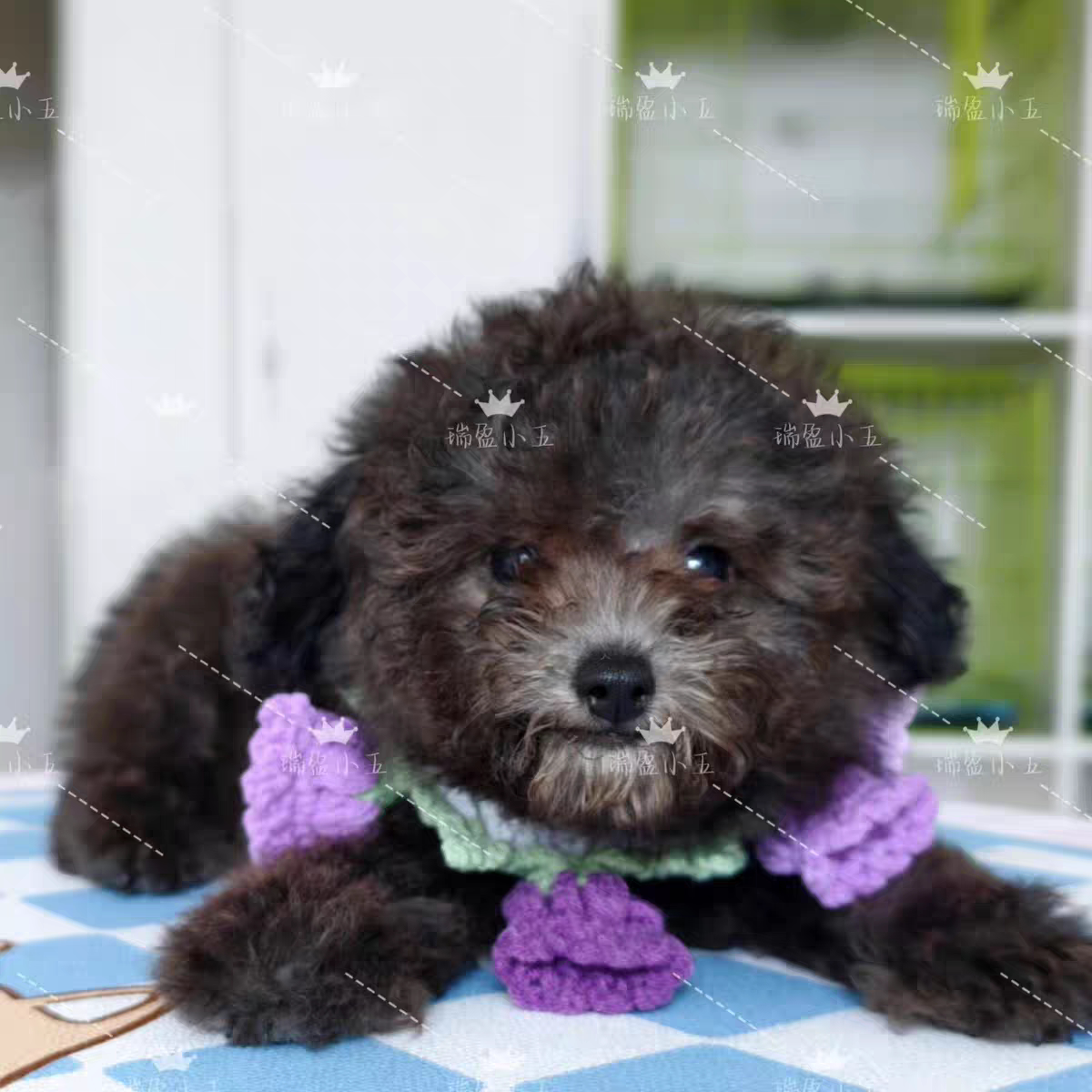 泰迪犬比熊犬约克夏泰迪熊马尔泰
