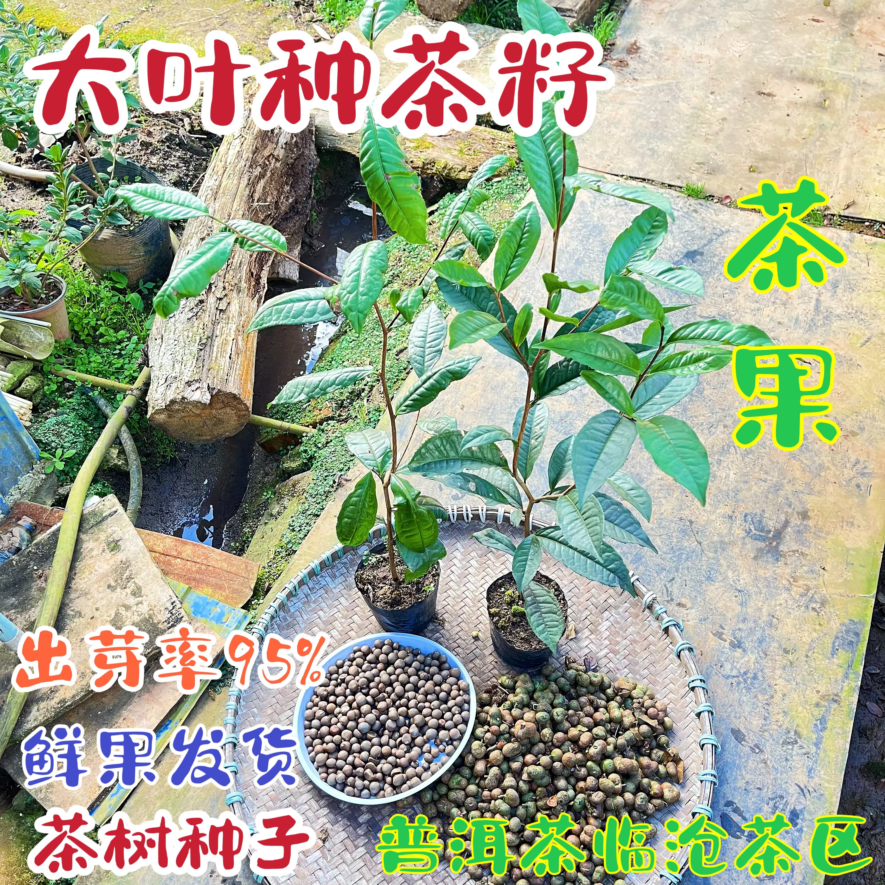 云南大叶种茶籽茶树苗茶果地苗